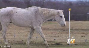 Bubbles thriving at rescue facility