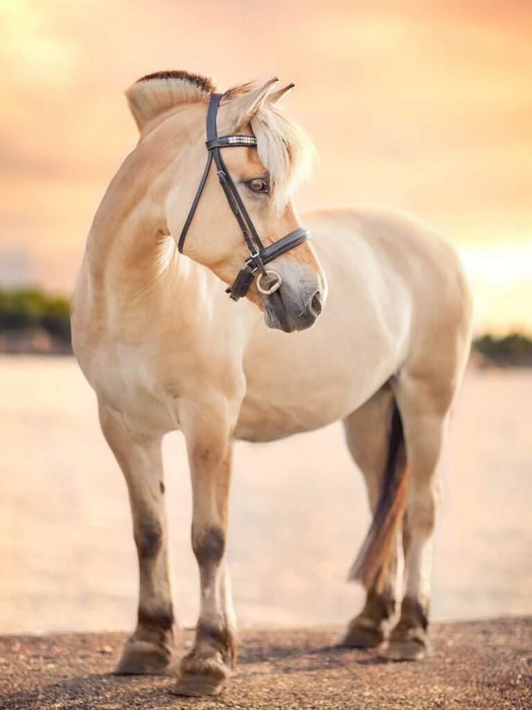 Norwegian Fjord Horse standing proud