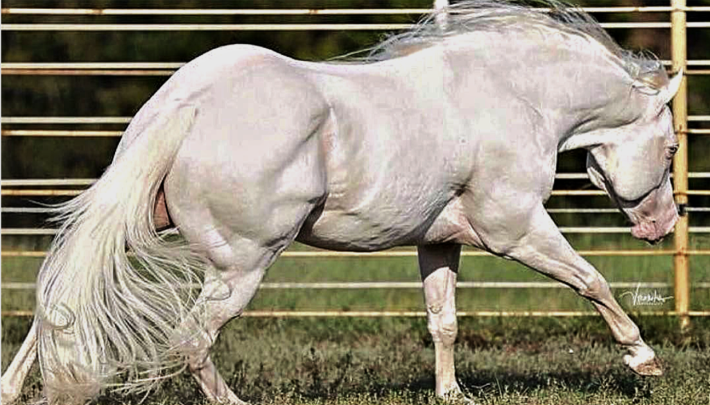 Cremello horse movement and conformation