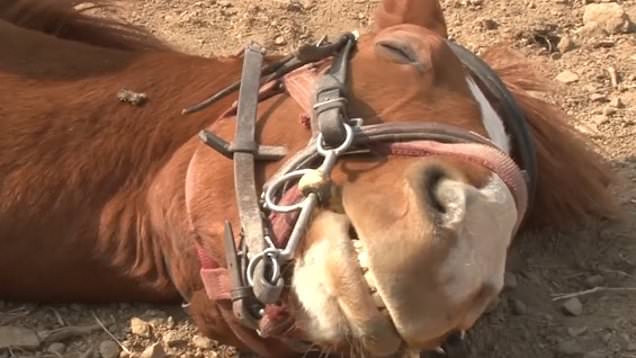 Horse playing dead on ground