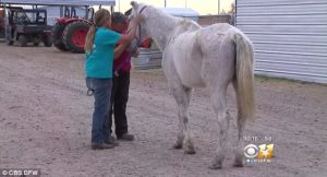 Bubbles the horse at rescue