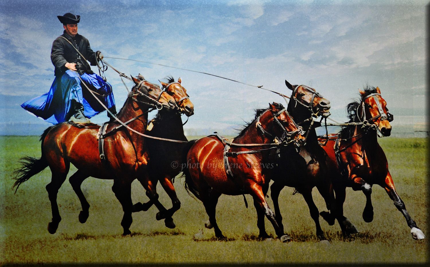 Heavy horse pulling demonstration