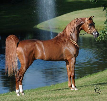 This image has an empty alt attribute; its file name is 3d03076712ae2fca15c54c5181cd3256-beautiful-arabian-horses-star-stable.jpg