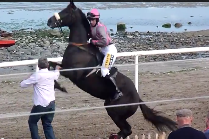 Horse noticing rider's clothing details