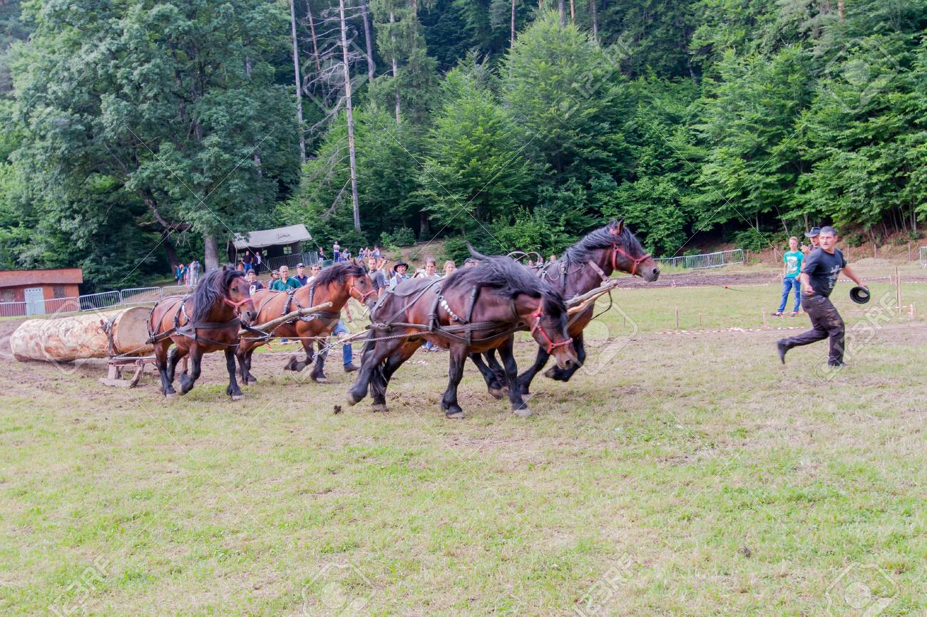 Romanian horse pulling competition