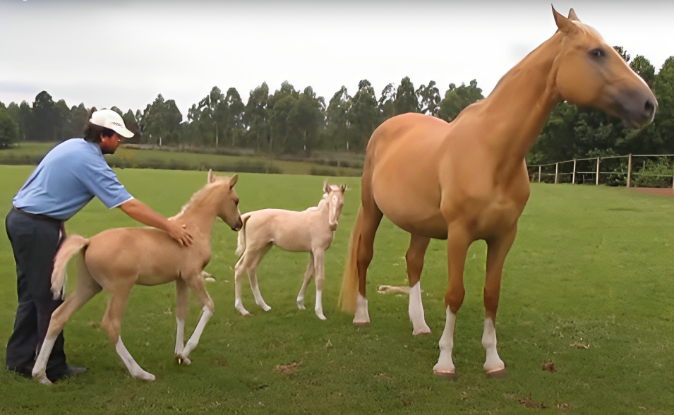 Twin foals Don Quixote and Duet exploring pasture