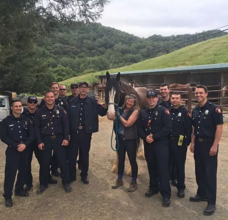 Clydesdale rescue operation