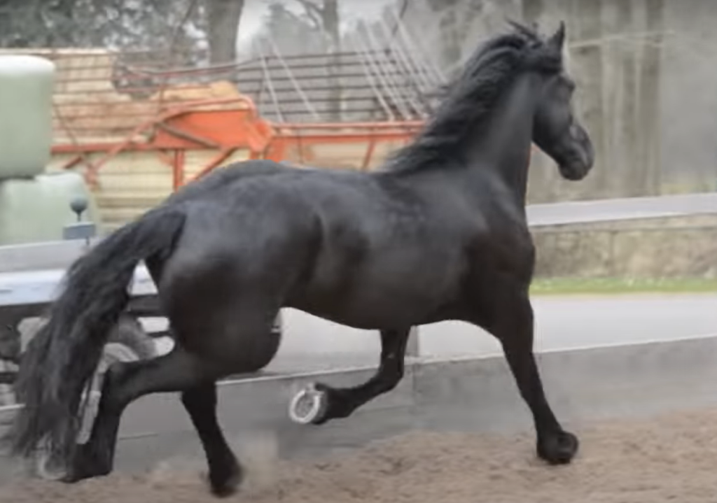 Friesian horse portrait