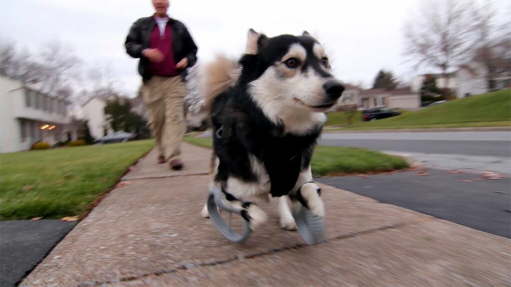 Derby happy and running freely with prosthetics