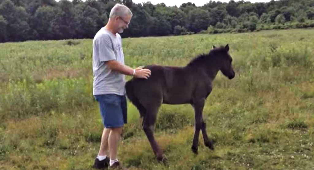 Happy filly getting scratches