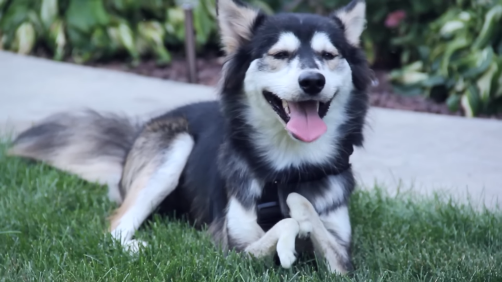 Derby the Husky with custom 3D prosthetics