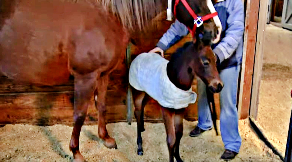 Close-up of protective foal during vet examination