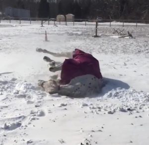 Funny horse moment 1