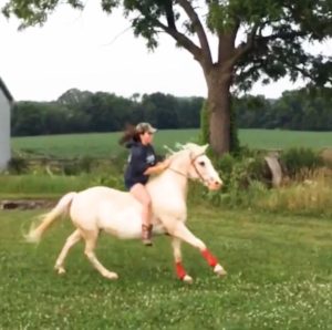 Funny horse moment 4