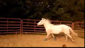 Playful horse and dog interaction
