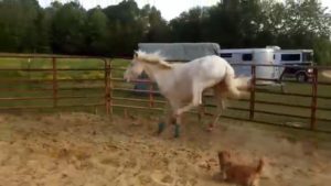 Small dog playing with horse