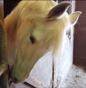 Funny horse moment 3