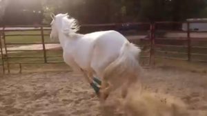 Cute dog and sassy horse playing