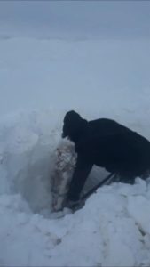 Farmer digging horses out of snow