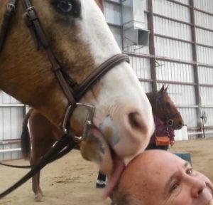 Funny horse moment 5