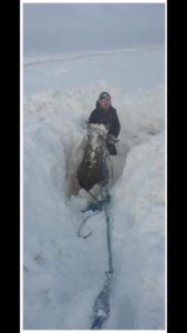 Rescued horses heading to barn