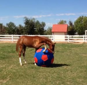 Funny horse moment 2