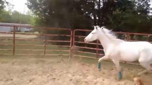 Dog and horse friendship moments