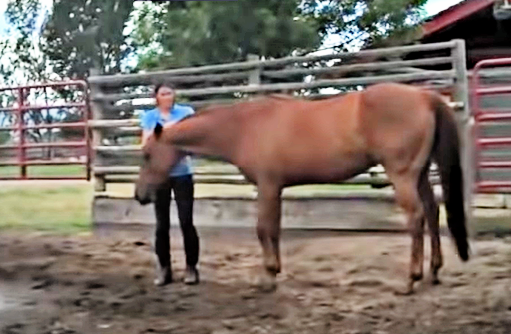 Horse reacting to owner leaving