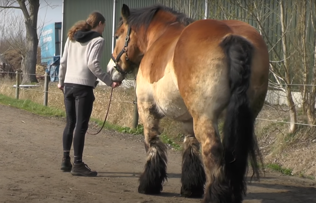 Beautiful Dutch Draft Horse portrait