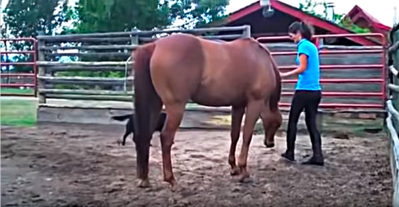 Touching moment between horse and owner