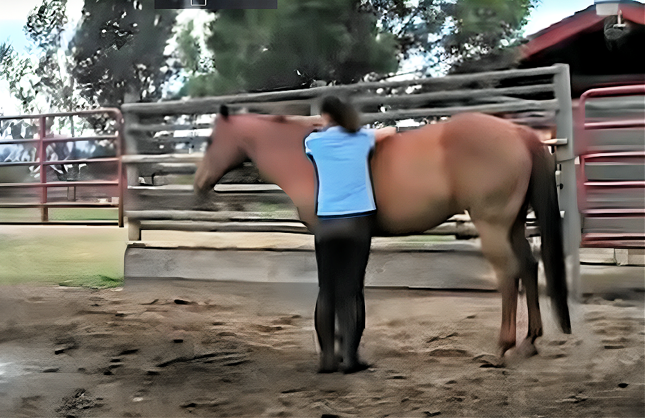 Parelli horse showing affection to owner