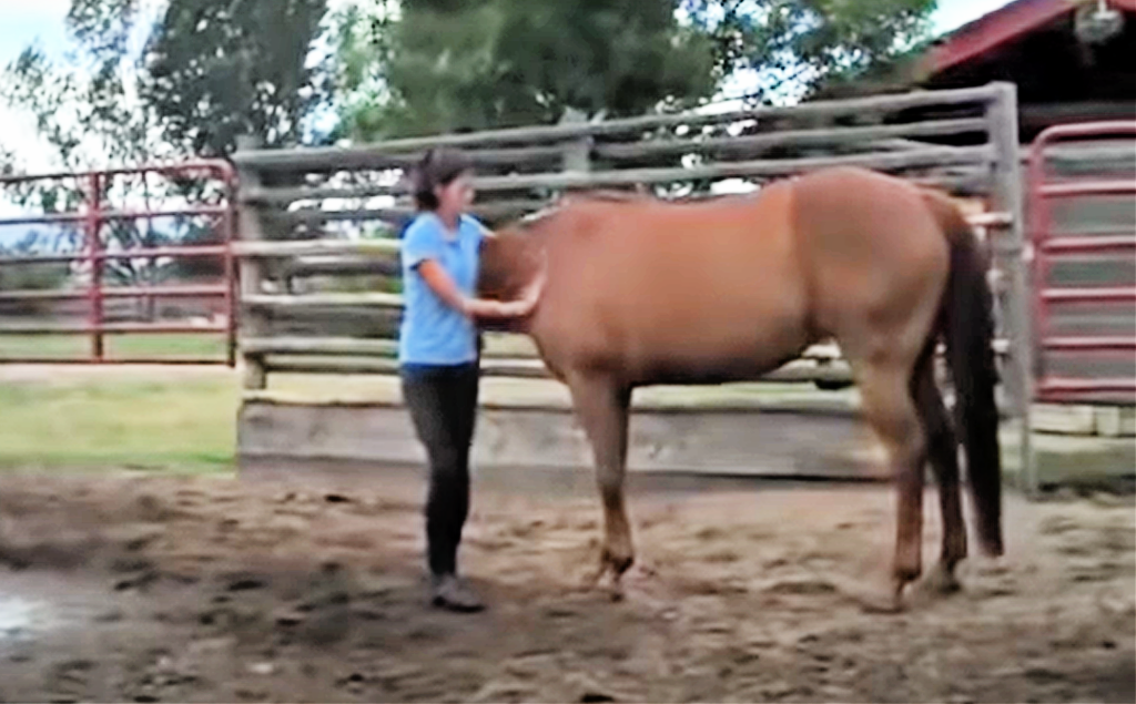 Horse upset about separation from owner
