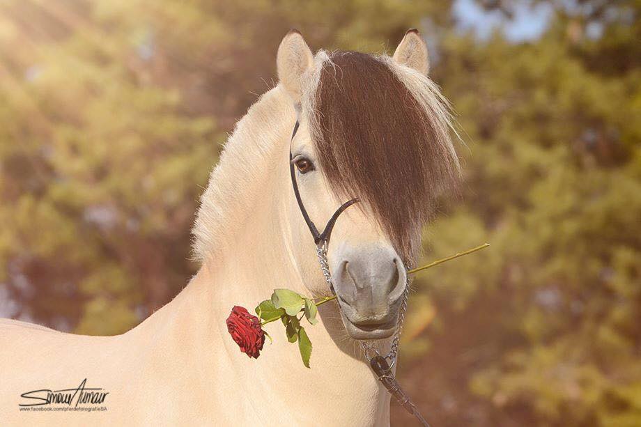 Norwegian Fjord Horse in scenic landscape