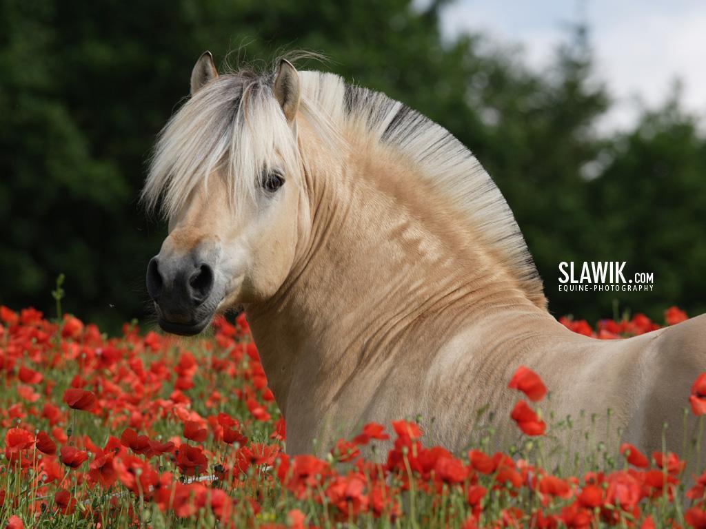 Various Norwegian Fjord Horse colors
