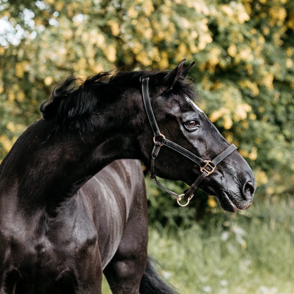 Billy in show ring