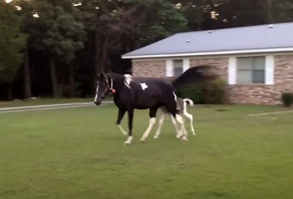 Mare protecting foal from stallion
