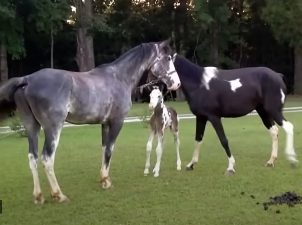 Bella blocking Demon from foal