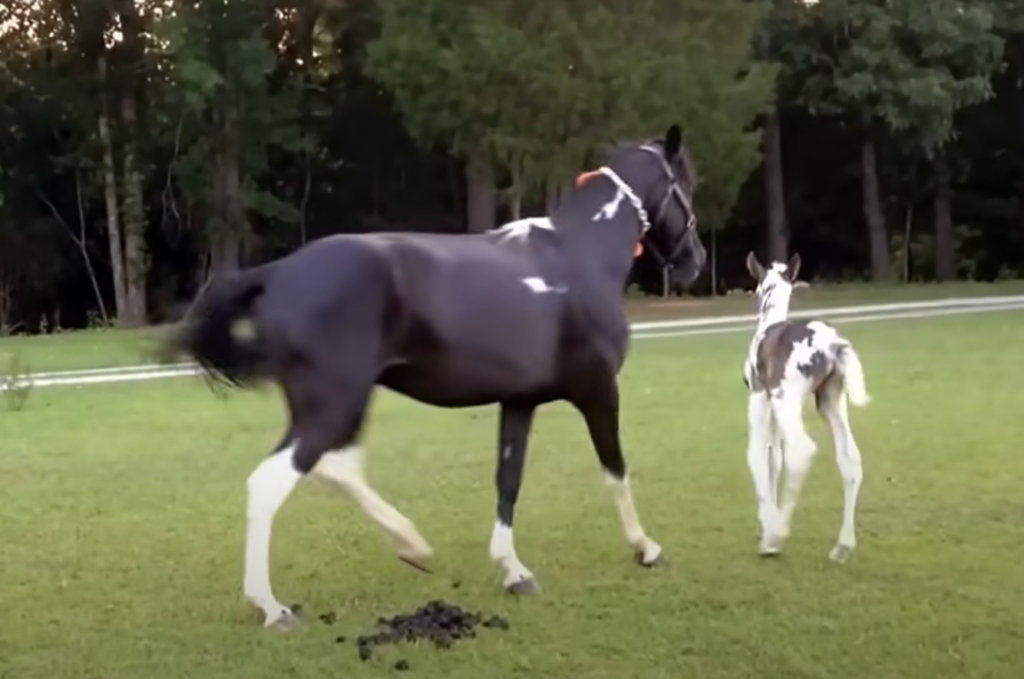 Protective mare behavior with foal
