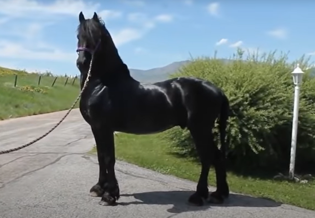 Friesian horse approaching foal statue