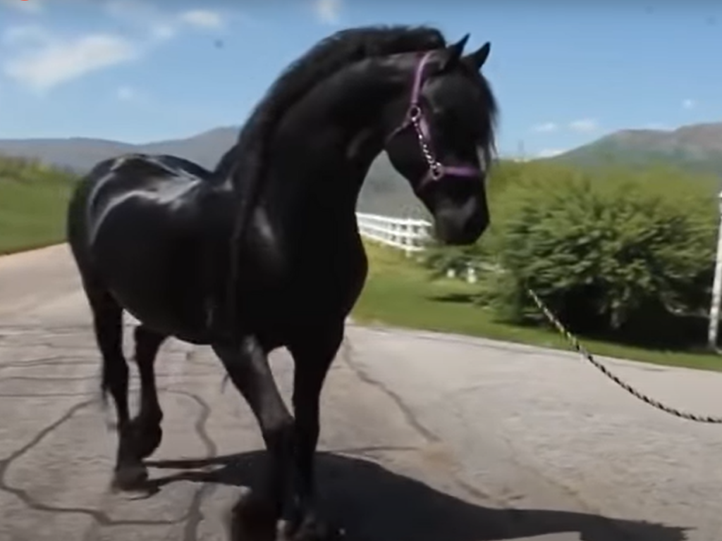 Close-up of Friesian's curious expression