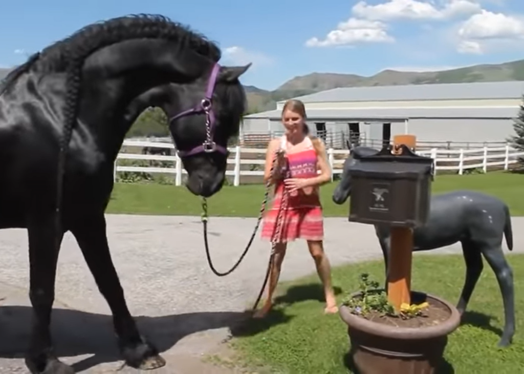 Friesian horse with foal statue interaction