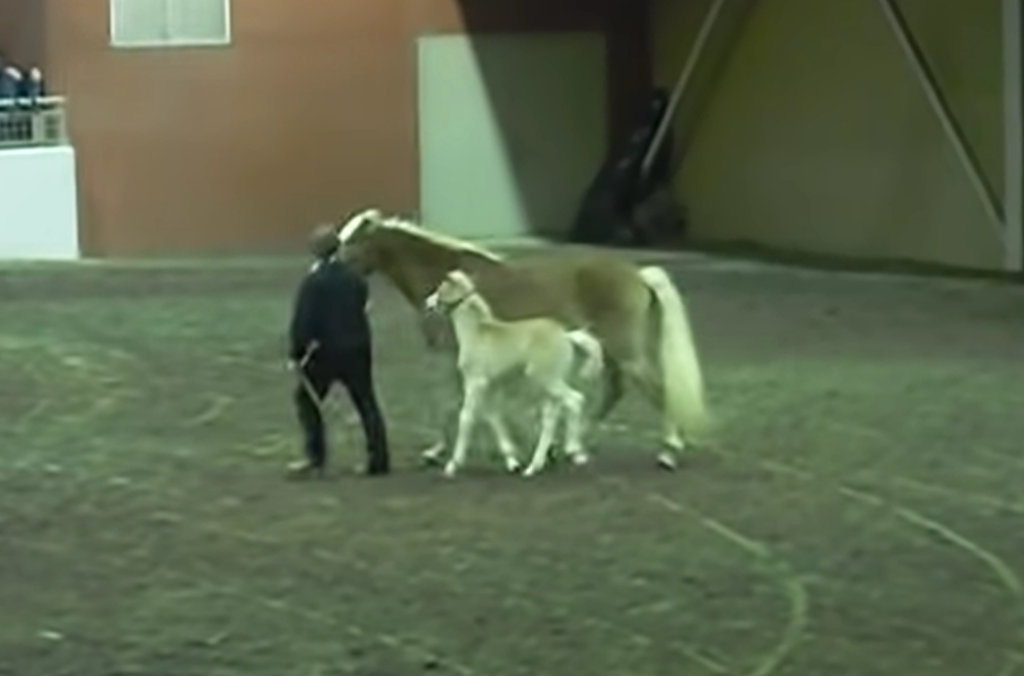 Haflinger foal Blitz during PA Horse World Expo parade