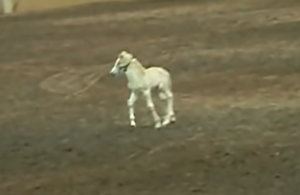 Mother Haflinger mare showing calm temperament