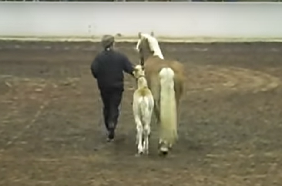 Blitz the foal playing during the parade