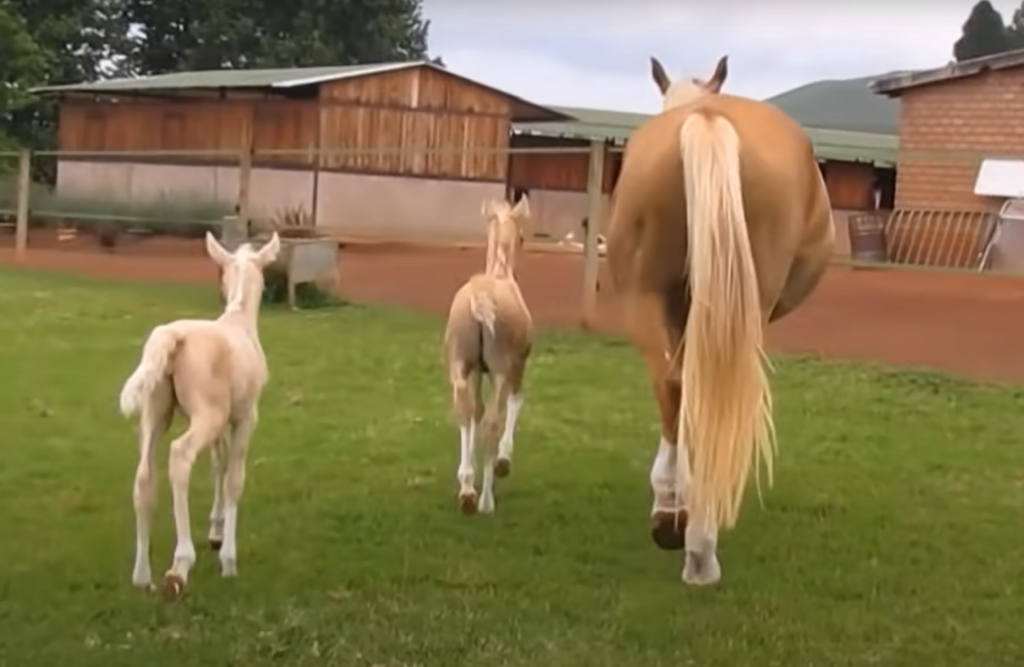 Daisy mare with twin foals in pasture