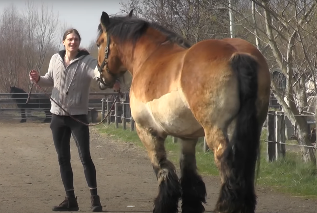 Kim the Dutch Draft Horse standing firm