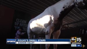 Valley demonstrating equestrian skills