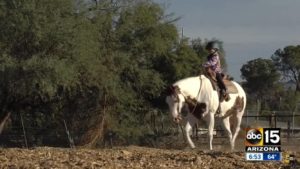 Young rider with horse