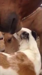 Foal kissing dog