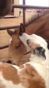 Foal and dog bonding